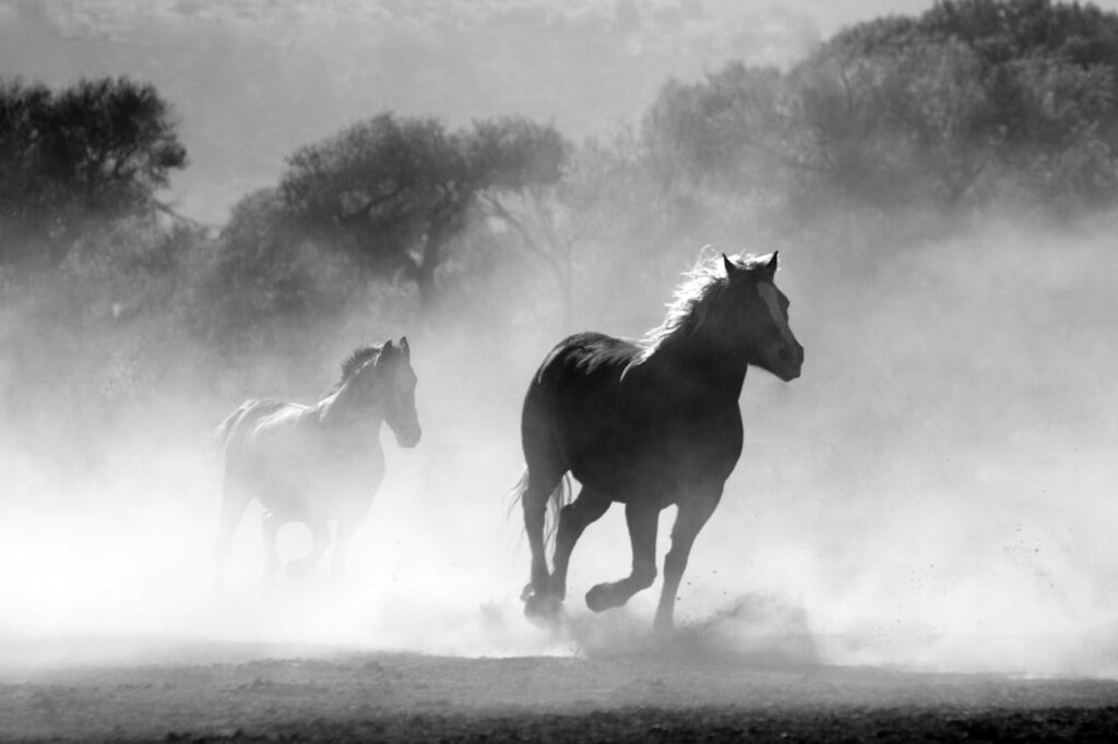 horse-herd-fog-nature-52500-52500.jpg